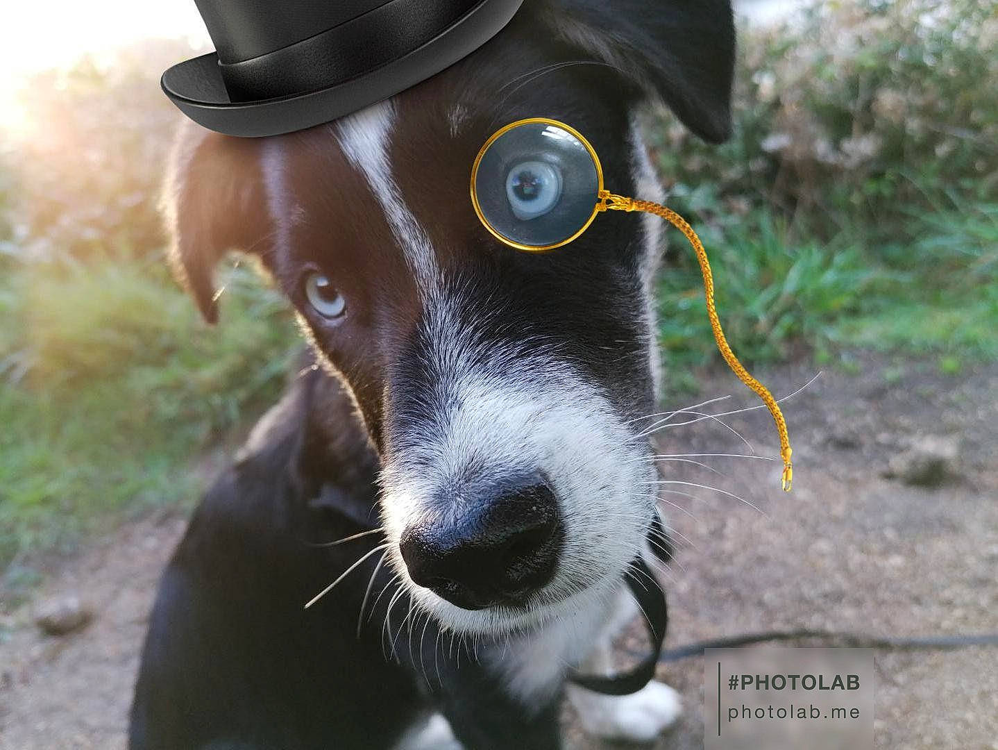 Queen participe au concours pour gagner de l'argent avec cette photo : art, canidae, carnivore, collar, companion_dog, dog, dog_breed, dog_collar, fur, grass, hat, hunting_dog, personal_protective_equipment, pet_supply, plant, snout, sporting_group, terrestrial_animal, whiskers, working_animal