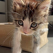 Milou a rejoint le concours — aidez-le/la à gagner de superbes lots ! big_eyes, box, cat, close_up, curious, cute, ears, feline, fur, indoor, kitten, nose, paws, pet, playing, portrait, sunlight, tile_floor, whiskers, young