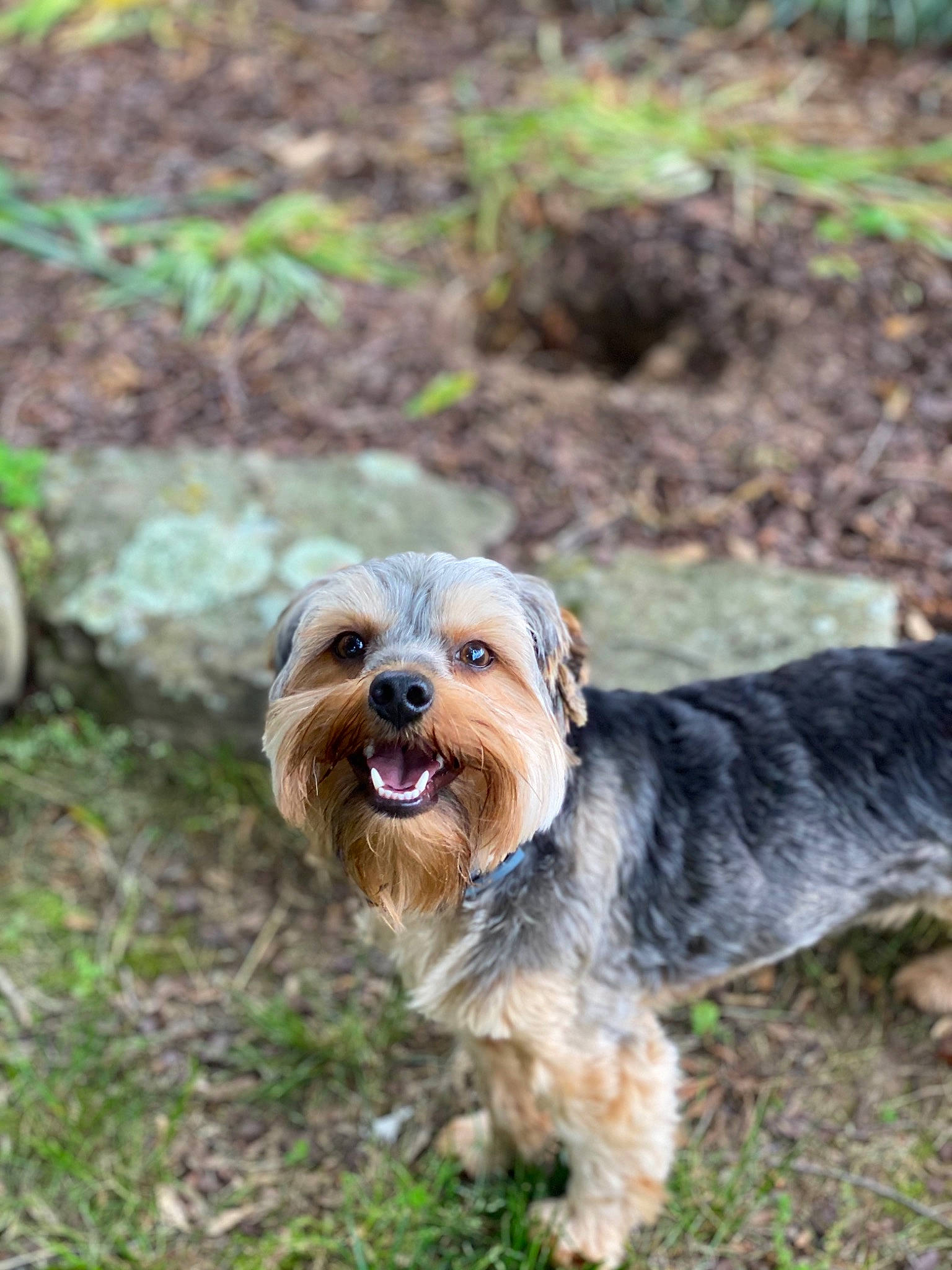 Chico is registered to the contest to win money with this photo: australian_silky_terrier, australian_terrier, bosnian_coarse_haired_hound, canidae, carnivore, companion_dog, dog, dog_breed, dutch_smoushond, glen_of_imaal_terrier, mammal, morkie, norfolk_terrier, rare_breed_dog, small_terrier, sporting_group, sporting_lucas_terrier, terrier, vertebrate, yorkshire_terrier