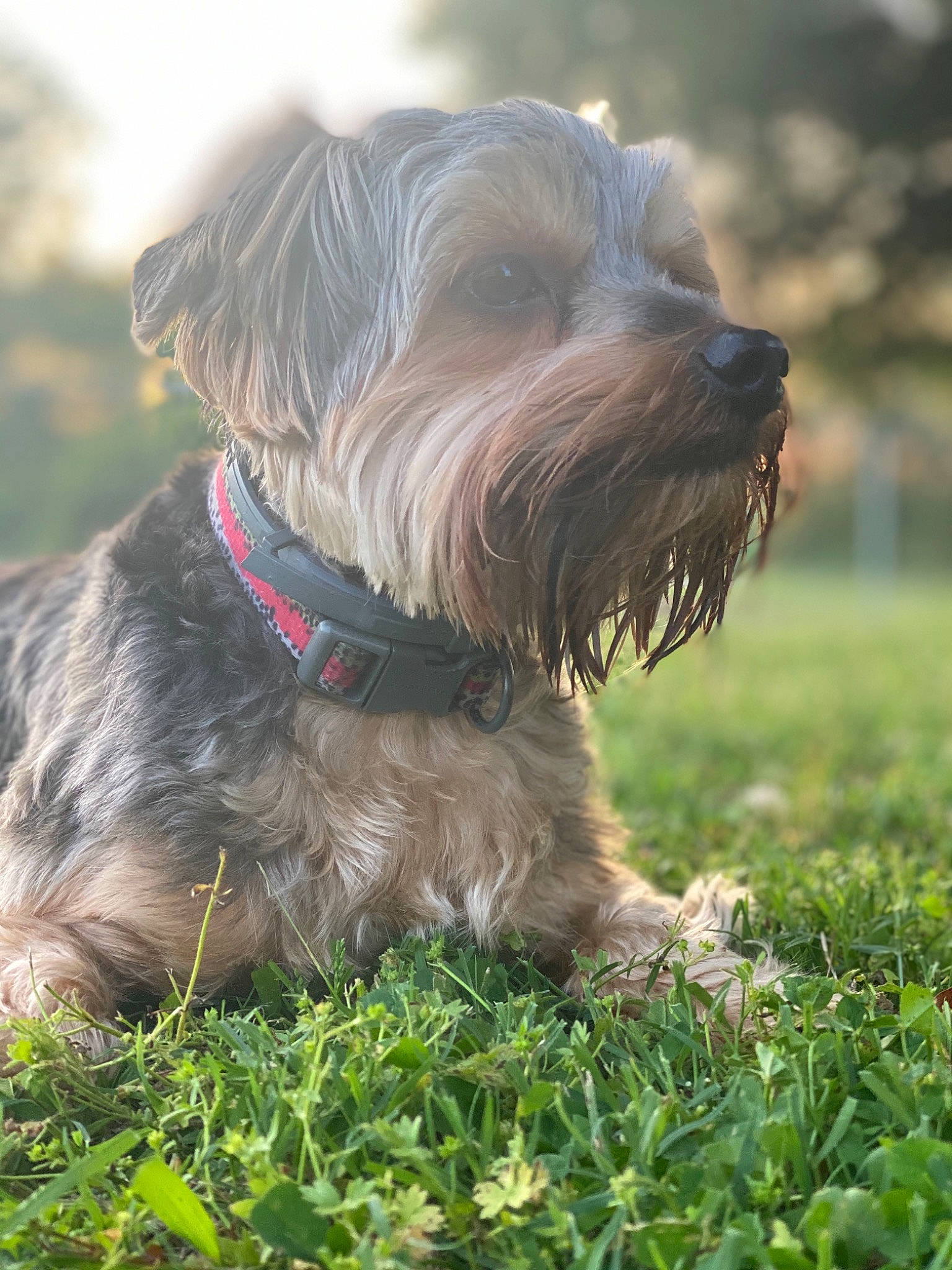 Chico joined the competition — help win amazing prizes! bosnian_coarse_haired_hound, cairn_terrier, canidae, carnivore, catalan_sheepdog, cesky_terrier, companion_dog, dog, dog_breed, glen_of_imaal_terrier, grass, mammal, miniature_schnauzer, schnoodle, small_terrier, snout, sporting_group, standard_schnauzer, terrier, vertebrate