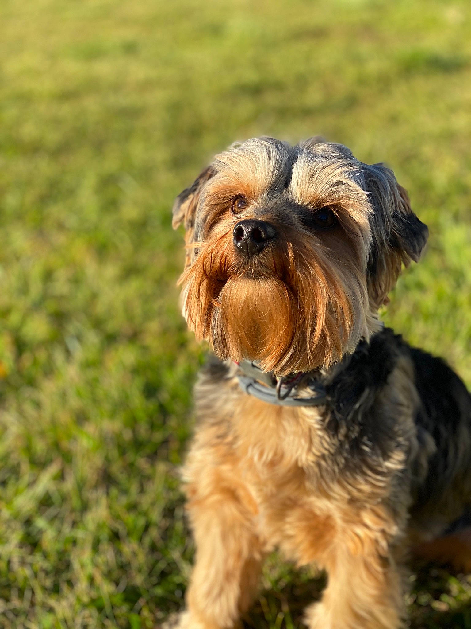 Chico joined the competition — help win amazing prizes! australian_silky_terrier, canidae, carnivore, chinese_imperial_dog, companion_dog, dog, dog_breed, grass, griffon_bruxellois, lhasa_apso, mammal, morkie, puppy, small_terrier, snout, sporting_group, terrier, toy_dog, vertebrate, yorkshire_terrier