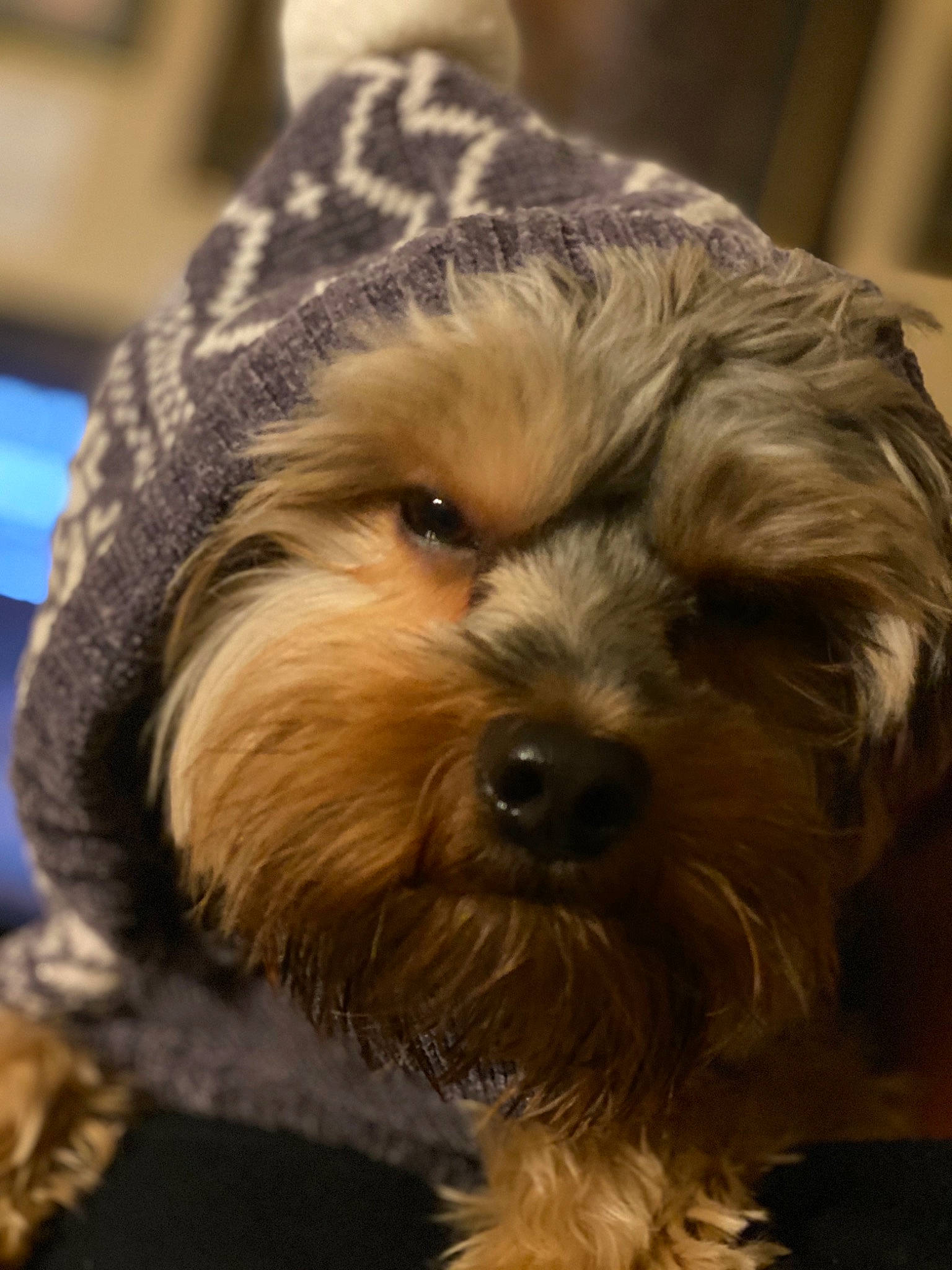 Chico joined the competition — help win amazing prizes! australian_silky_terrier, bolonka, canidae, carnivore, companion_dog, dog, dog_breed, havanese, lowchen, maltepoo, mammal, morkie, puppy, schnoodle, small_terrier, snout, terrier, tibetan_terrier, vertebrate, yorkshire_terrier