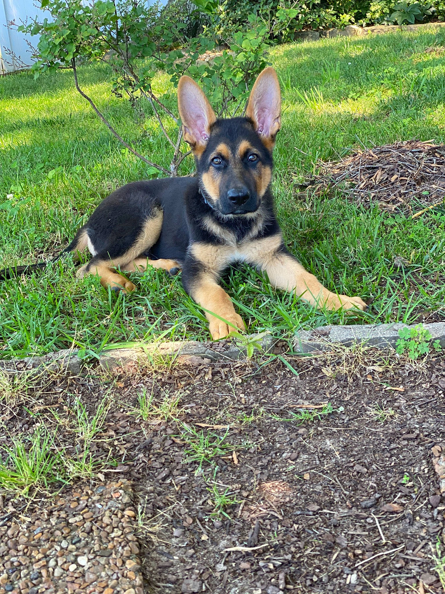 Smokey is registered to the contest to win money with this photo: canidae, carnivore, dog, dog_breed, east_european_shepherd, fawn, german_shepherd_dog, grass, king_shepherd, kunming_wolfdog, mammal, old_german_shepherd_dog, police_dog, rare_breed_dog, shiloh_shepherd_dog, snout, sporting_group, vertebrate, wolfdog, working_dog