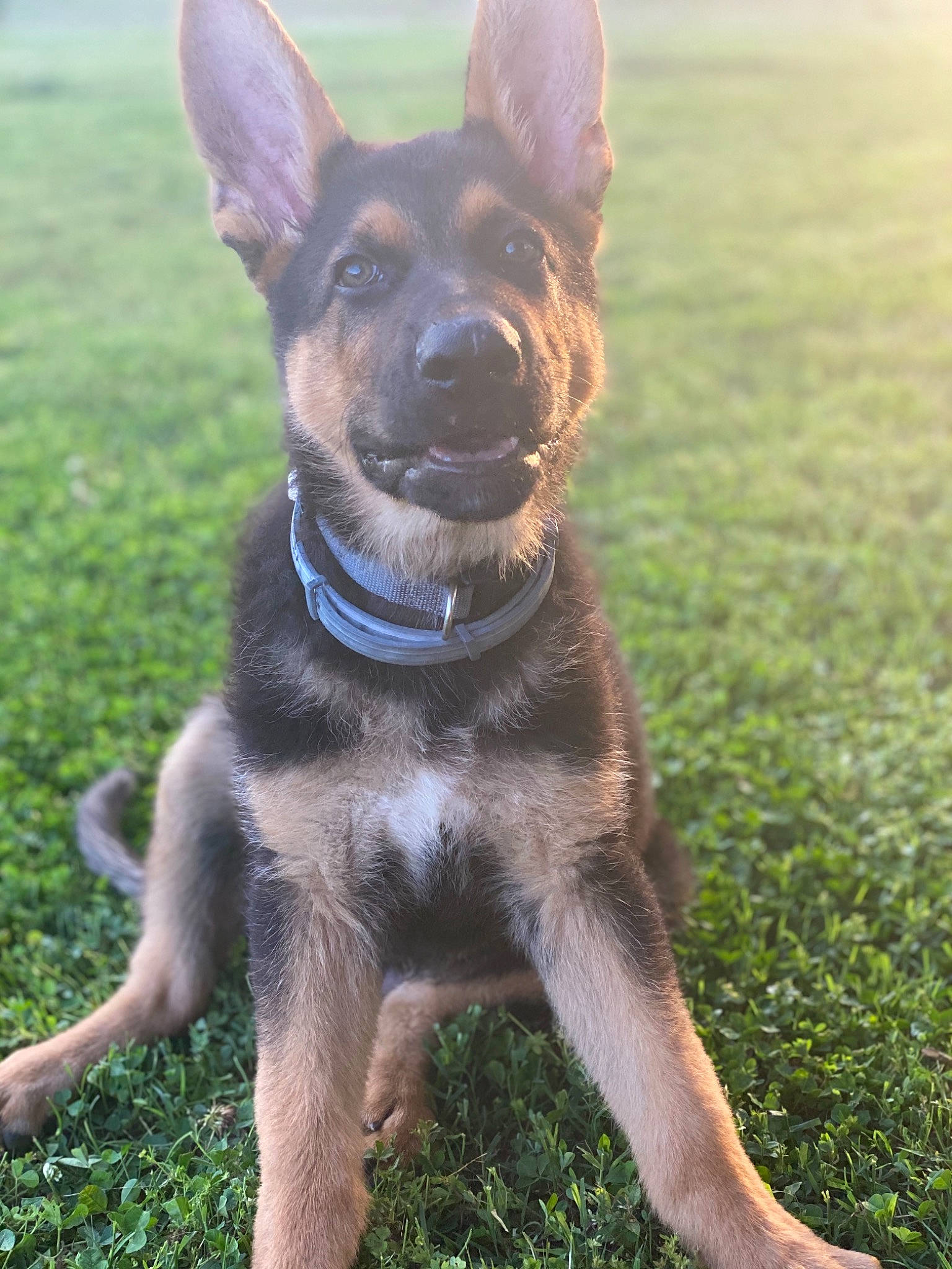 Smokey joined the competition — help win amazing prizes! australian_kelpie, belgian_shepherd_malinois, canidae, carnivore, dog, dog_breed, east_european_shepherd, fawn, german_shepherd_dog, grass, king_shepherd, kunming_wolfdog, mammal, police_dog, rare_breed_dog, snout, tail, vertebrate, working_dog