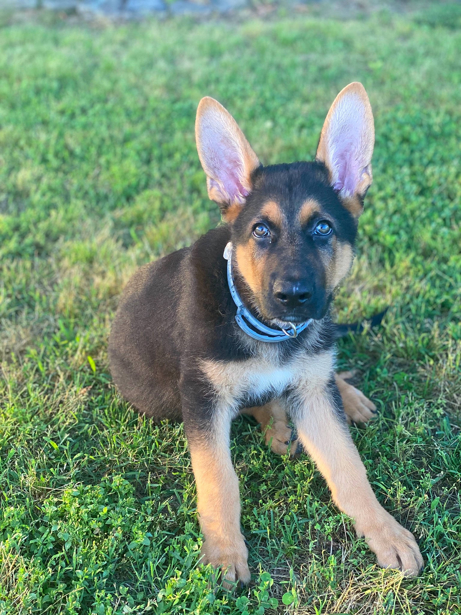 Smokey is registered to the contest to win money with this photo: canidae, carnivore, dog, dog_breed, ear, east_european_shepherd, fawn, german_shepherd_dog, grass, king_shepherd, kunming_wolfdog, mammal, old_german_shepherd_dog, police_dog, puppy, rare_breed_dog, snout, vertebrate, working_dog