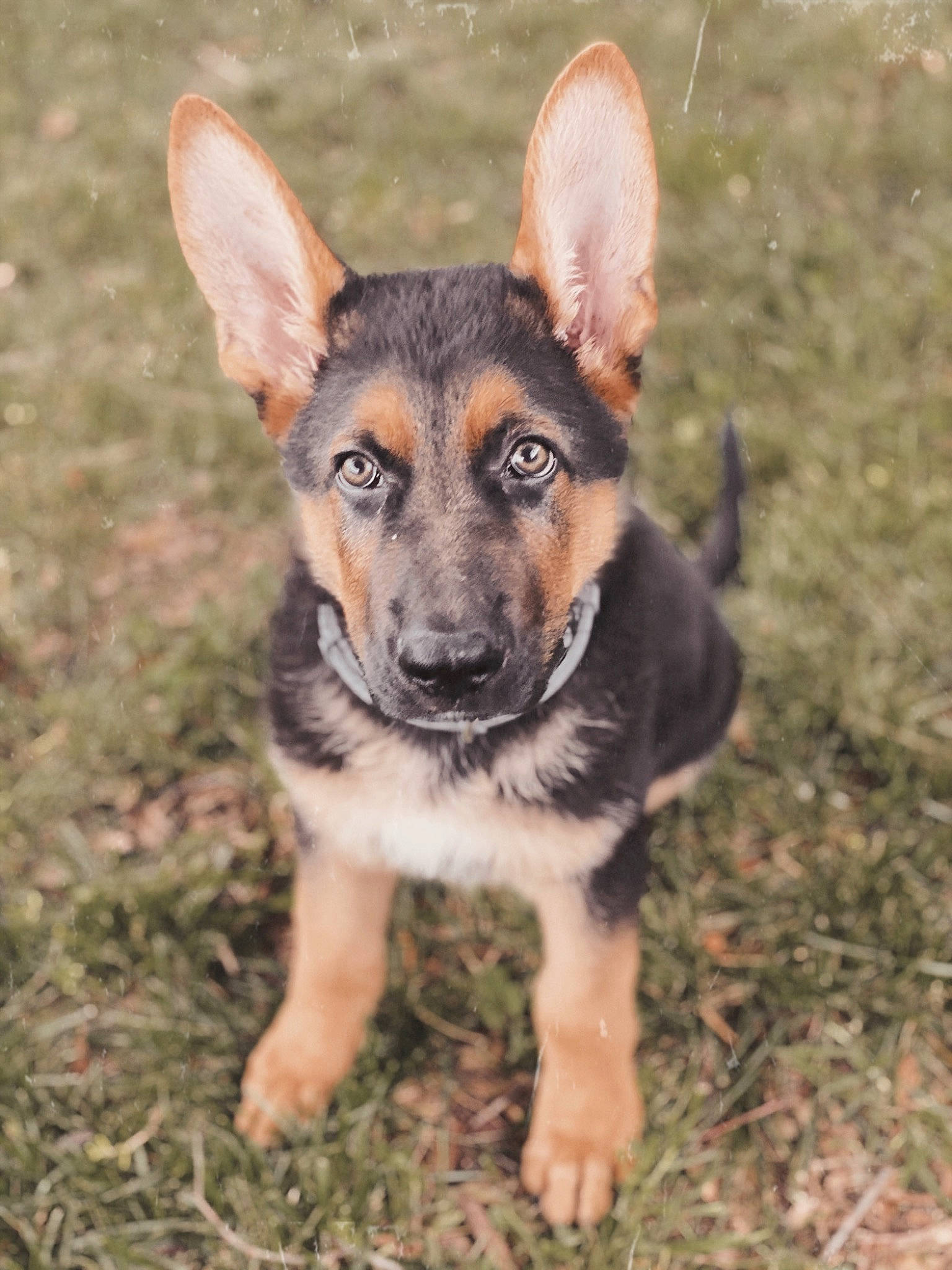 Smokey joined the competition — help win amazing prizes! canidae, carnivore, dog, dog_breed, east_european_shepherd, fawn, german_shepherd_dog, king_shepherd, kunming_wolfdog, mammal, old_german_shepherd_dog, police_dog, puppy, rare_breed_dog, shiloh_shepherd_dog, snout, sporting_group, vertebrate, wolfdog, working_dog