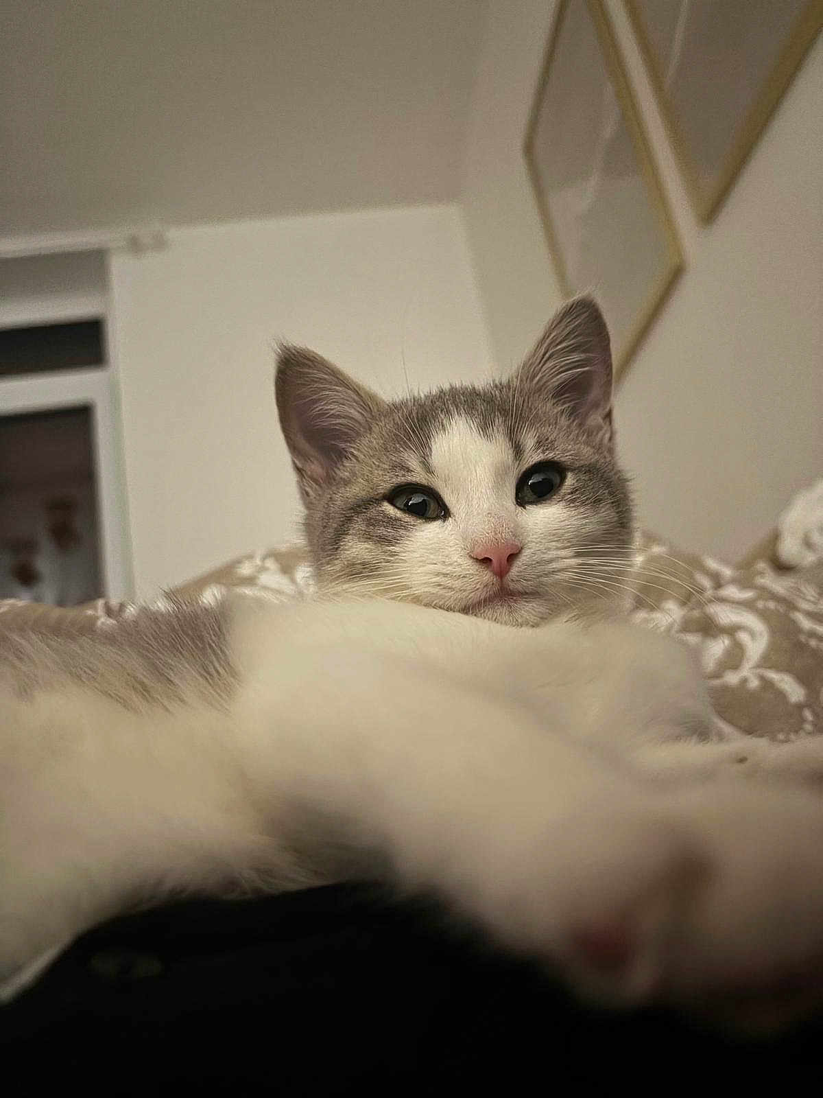 Lokum participe au concours pour gagner de l'argent avec cette photo : cat, feline, pet, close_up, indoor, gray_and_white, paw, relaxed, fur, whiskers, face, ears, nose, eyes, home, blanket, wall_art, window, soft_focus, cozy