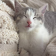 Lokum participe au concours pour gagner de l'argent avec cette photo : cat, sleeping, cozy, blanket, soft, fur, pet, indoor, resting, relaxed, cute, whiskers, pink_nose, feline, comfort, close_up, animal, nap, home, calm