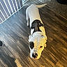 dog, white_dog, black_patch, pet, indoor, wooden_floor, harness, curious, looking_up, tail, sunlight, vertical_blinds, flooring, domestic_animal, canine, companion, animal, household, brown_floor, shadow