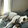 dog, sleeping, white_dog, black_patch, harness, indoor, floor, rug, cushion, window, curtains, natural_light, resting, pet, canine, calm, relaxed, domestic, home, quiet