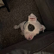 Cano is registered to the contest to win money with this photo: puppy, dog, white_dog, black_patch, carpet, couch, indoor, pet, cute, young_dog, animal, looking_up, curious, fur, ears, nose, whiskers, small_dog, domestic_animal, companion