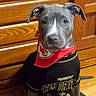 puppy, dog, gray_dog, bandana, red_bandana, black_shirt, new_orleans_saints, football_shirt, wooden_background, indoor, pet, sitting, portrait, cute, attentive, canine, animal, domestic_animal, young_dog, pet_clothing