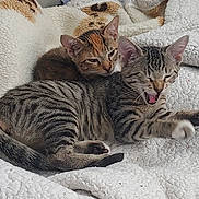 Laz is registered to the contest to win money with this photo: animal, blanket, cat, cozy, cute, domestic_animal, ears, feline, fur, indoor, kitten, paw, pet, resting, sleepy, soft, striped, tabby, whiskers, yawning
