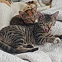 Cleo And Lazaria is registered to the contest to win money with this photo: animal, blanket, cat, cozy, cute, domestic_animal, ears, feline, fur, indoor, kitten, paw, pet, resting, sleepy, soft, striped, tabby, whiskers, yawning