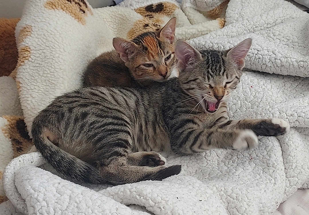 Cleo And Lazaria is registered to the contest to win money with this photo: animal, blanket, cat, cozy, cute, domestic_animal, ears, feline, fur, indoor, kitten, paw, pet, resting, sleepy, soft, striped, tabby, whiskers, yawning