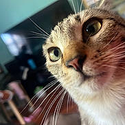 Cleo And Lazaria is registered to the contest to win money with this photo: animal, blurred_background, cat, close_up, cozy, curious, domestic, eyes, face, fur, furniture, home, indoor, living_room, mammal, pet, portrait, tabby, television, whiskers