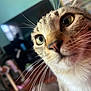 animal, blurred_background, cat, close_up, cozy, curious, domestic, eyes, face, fur, furniture, home, indoor, living_room, mammal, pet, portrait, tabby, television, whiskers