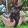 cat, kitten, black_cat, plant, potted_plant, flower_pot, fern, leaves, greenery, garden, outdoor, close_up, whiskers, paw, eyes, portrait, cute, relaxed, potting_soil, ceramic_decor