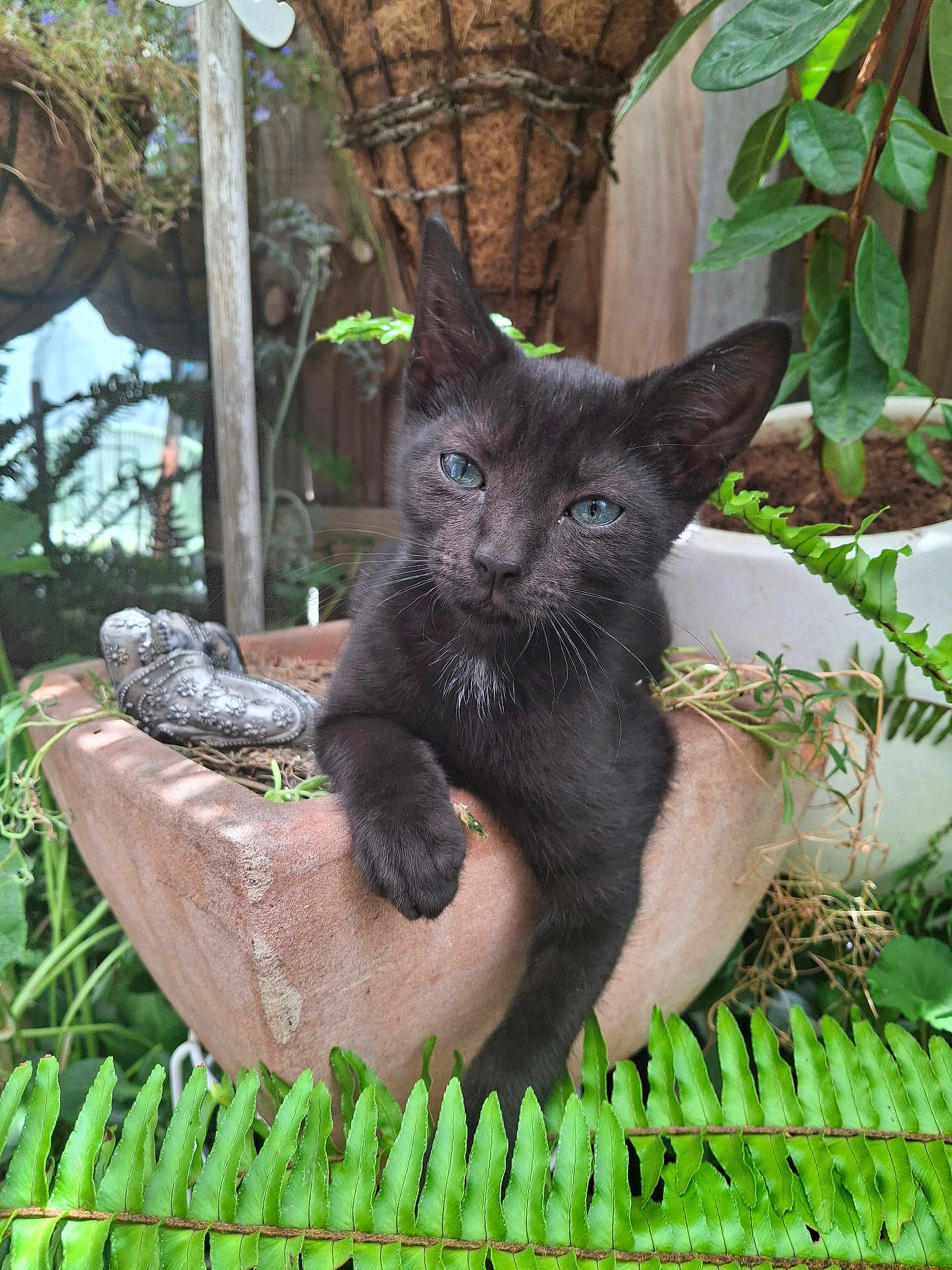 Pluto joined the competition — help win amazing prizes! cat, kitten, black_cat, plant, potted_plant, flower_pot, fern, leaves, greenery, garden, outdoor, close_up, whiskers, paw, eyes, portrait, cute, relaxed, potting_soil, ceramic_decor