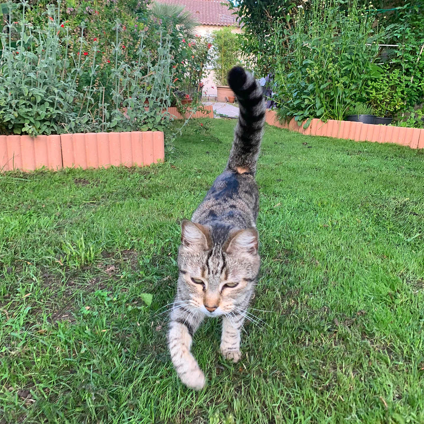 Nala