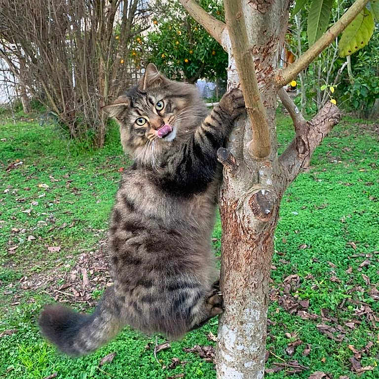 Simba participe au concours pour gagner de l'argent avec cette photo : animal, backyard, cat, grass, grove, herbal, herbs, jungle, kitten, land, nature, outdoors, park, pet, plant, soil, tree, vegetation, woodland, yard