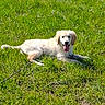 dog, puppy, golden_retriever, grass, outdoor, sunlight, tongue_out, happy, animal, pet, lying_down, nature, greenery, summer, canine, cute, playful, field, young, fur
