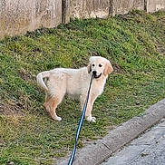 Brume a rejoint le concours — aidez-le/la à gagner de superbes lots ! dog, puppy, golden_retriever, leash, grass, sidewalk, concrete_fence, outdoor, pet, canine, playful, young_dog, curious, animal, nature, walking, daylight, grass_patch, street, funny