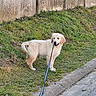 dog, puppy, golden_retriever, leash, grass, sidewalk, concrete_fence, outdoor, pet, canine, playful, young_dog, curious, animal, nature, walking, daylight, grass_patch, street, funny