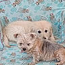 animal, cartoon_print, colorful, companion, couch, cozy, cute, dog, floor, furniture, home, indoor, laying_down, living_room, pet, puppy, relaxed, small_dog, tile_floor, two_animals