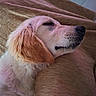 Brume a rejoint le concours — aidez-le/la à gagner de superbes lots ! dog, puppy, golden_retriever, sleeping, resting, close_up, indoor, couch, fabric, soft_lighting, pet, fur, relaxation, side_view, canine, home, cozy, nap, young_dog, calm