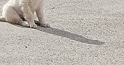 Brume participe au concours pour gagner de l'argent avec cette photo : alone, animal, canine, concrete, curious, daytime, dog, driveway, fur, golden_retriever, outdoor, pet, playful, puppy, quiet, shadow, sitting, small, sunlight, young_dog