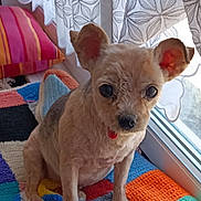 Iris a rejoint le concours — aidez-le/la à gagner de superbes lots ! dog, small_dog, pet, indoor, window, curtains, colorful_blanket, crocheted_blanket, ears, fur, animal, cute, companion, home, sunlight, sitting, looking, cozy, domestic, portrait