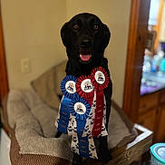 Sadie Ray joined the competition — help win amazing prizes! achievement, animal, award_ribbons, black_dog, blurred_background, canine, celebration, cozy, dog_bed, dog_show, happy, house_interior, indoor, pet, pet_bed, portrait, ribbons, sitting, tongue_out, wooden_furniture