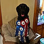 achievement, animal, award_ribbons, black_dog, blurred_background, canine, celebration, cozy, dog_bed, dog_show, happy, house_interior, indoor, pet, pet_bed, portrait, ribbons, sitting, tongue_out, wooden_furniture