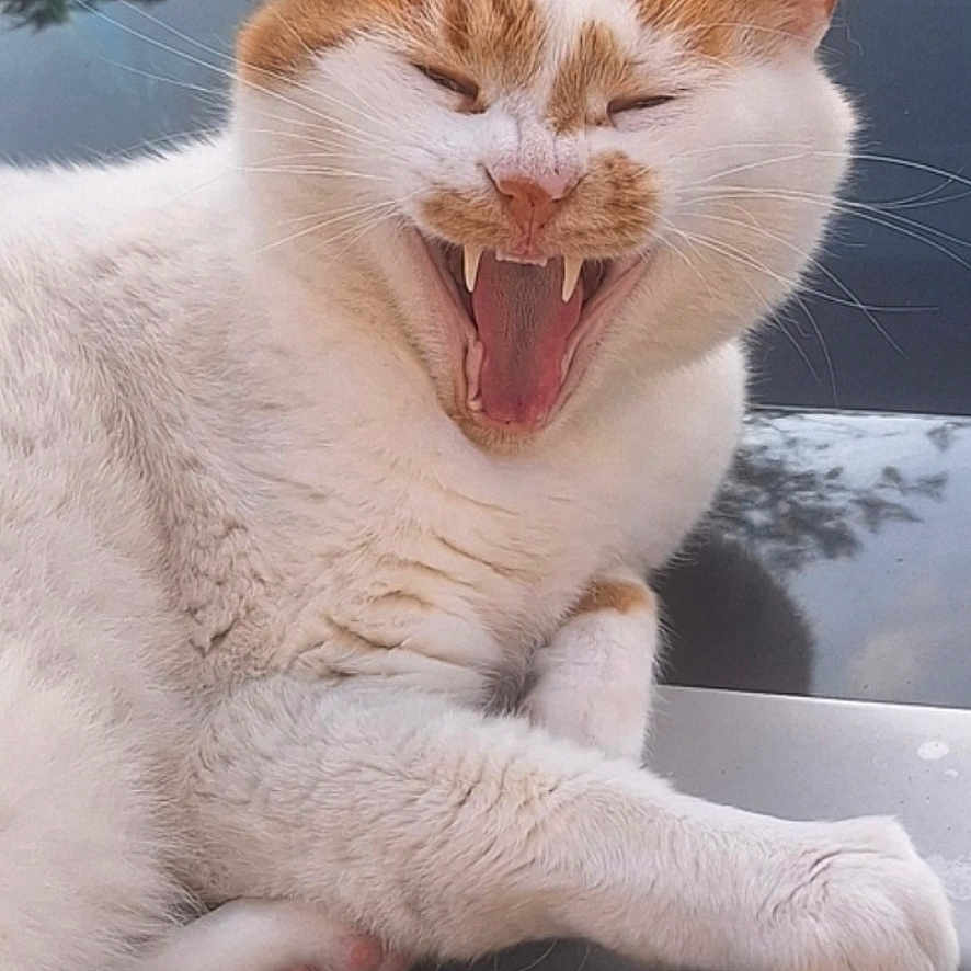 Oscar a rejoint le concours — aidez-le/la à gagner de superbes lots ! animal, cat, closeup, cute, face, feline, fur, mammal, nature, orange, outdoor, paw, pet, reflection, relaxed, resting, teeth, whiskers, white, yawning