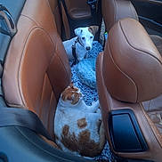Arla a rejoint le concours — aidez-le/la à gagner de superbes lots ! animal, animal_companions, brown_and_white_cat, car_backseat, car_interior, car_seat, cat, cute_pets, dog, fluffy_mat, furry, indoor, leather_seats, pet, pet_bed, relaxed_cat, resting, seatbelt, small_dog, white_dog