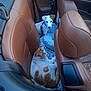 animal, animal_companions, brown_and_white_cat, car_backseat, car_interior, car_seat, cat, cute_pets, dog, fluffy_mat, furry, indoor, leather_seats, pet, pet_bed, relaxed_cat, resting, seatbelt, small_dog, white_dog