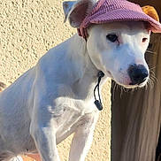 Arla a rejoint le concours — aidez-le/la à gagner de superbes lots ! dog, white_dog, pet, animal, wearing_hat, purple_hat, corduroy, outdoor, sunlight, portrait, sitting, standing, balancing, collar, leash, fur, snout, ears, patio, human_legs