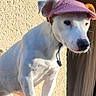dog, white_dog, pet, animal, wearing_hat, purple_hat, corduroy, outdoor, sunlight, portrait, sitting, standing, balancing, collar, leash, fur, snout, ears, patio, human_legs