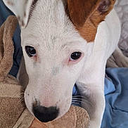Arla participe au concours pour gagner de l'argent avec cette photo : puppy, dog, close_up, white, brown_ear, plush_toy, blanket, bed, cute, pet, animal, indoor, snuggle, soft, young_dog, fur, canine, nose, ears, sleepy
