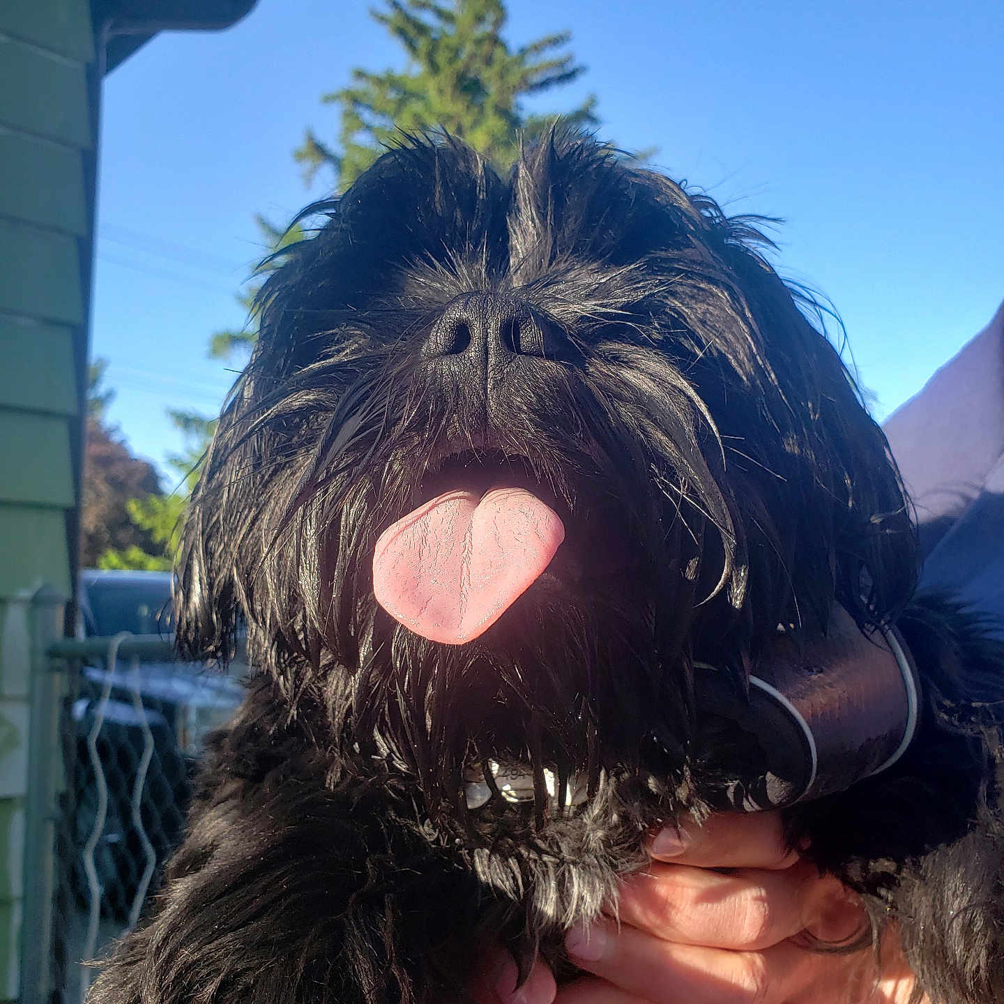 Petey is registered to the contest to win money with this photo: animal, black_dog, close_up, collar, cute, dog, fence, hand, happy, holding, nature, outdoor, pet, playful, shaggy, sky, summer, sunlight, tongue_out, tree