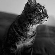 Maxwell a rejoint le concours — aidez-le/la à gagner de superbes lots ! cat, tabby, black_and_white, profile, whiskers, feline, pet, indoor, close_up, fur, animal, portrait, looking_away, soft_focus, background_blur, domestic_cat, side_view, striped, curious, sitting