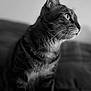 cat, tabby, black_and_white, profile, whiskers, feline, pet, indoor, close_up, fur, animal, portrait, looking_away, soft_focus, background_blur, domestic_cat, side_view, striped, curious, sitting
