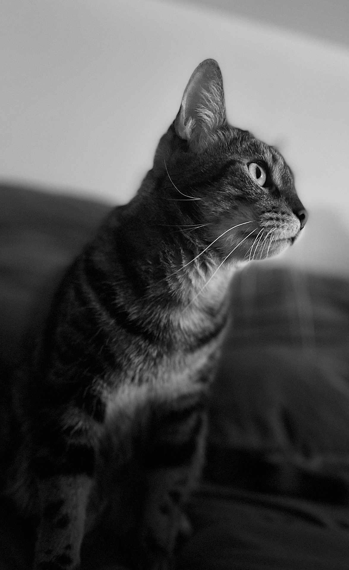 Maxwell a rejoint le concours — aidez-le/la à gagner de superbes lots ! cat, tabby, black_and_white, profile, whiskers, feline, pet, indoor, close_up, fur, animal, portrait, looking_away, soft_focus, background_blur, domestic_cat, side_view, striped, curious, sitting