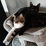 Channel participe au concours pour gagner de l'argent avec cette photo : cat, cats, black_cat, striped_cat, cat_tree, pet, indoor, feline, resting, cute, animal, fur, paws, ears, eyes, cozy, soft, home, relaxed, companions