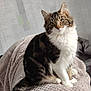 Channel a rejoint le concours — aidez-le/la à gagner de superbes lots ! cat, tabby, fluffy, white_paws, green_eyes, sitting, blanket, indoor, pet, fur, curious, cute, animal, feline, whiskers, tail, cozy, soft, relaxed, domestic