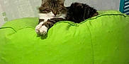 Channel a rejoint le concours — aidez-le/la à gagner de superbes lots ! cat, tabby, bean_bag, green, indoor, floor, wall, furniture, sleeping, pet, cozy, relaxed, animal, domestic, mammal, resting, cute, household, comfort, feline