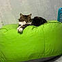 cat, tabby, bean_bag, green, indoor, floor, wall, furniture, sleeping, pet, cozy, relaxed, animal, domestic, mammal, resting, cute, household, comfort, feline