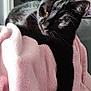 Moogli a rejoint le concours — aidez-le/la à gagner de superbes lots ! black_cat, cat, pet, animal, feline, soft_blanket, pink_blanket, relaxed, indoor, curious, paw, fur, cozy, resting, domestic_animal, whiskers, ear, face, natural_light, closeup