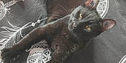 Moogli a rejoint le concours — aidez-le/la à gagner de superbes lots ! black_cat, cat, bedspread, plush_toys, stuffed_animals, red_toy, white_toy, octopus_toy, relaxed_cat, indoor, feline, animal, pet, soft_toys, patterned_bedspread, cozy, resting, laying_down, whiskers, ears